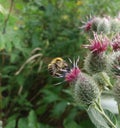 Bumble bee on thistle flower Royalty Free Stock Photo