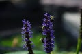 Bumble bee sipping nectar from purple flowers one fine spring day. Royalty Free Stock Photo