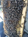 The busy bus of bees adding honey to their comb