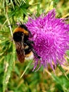 A busy Buzzing honey bee