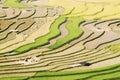 A busy day on the terraced fields Royalty Free Stock Photo