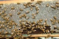 Busy farmed worker bees on honeycomb panel