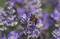 A busy Honey Bee Apis mellifera collecting pollen from a lavender flower.