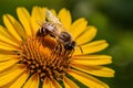 Busy honey bee diligently pollinates yellow flower outdoors