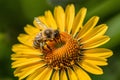 Busy honey bee diligently pollinates yellow flower outdoors
