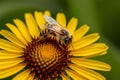 Busy honey bee diligently pollinates yellow flower outdoors