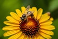 Busy honey bee diligently pollinates yellow flower outdoors