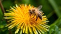 Busy honey bee gathers nectar from vibrant dandelion flower