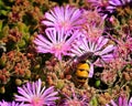 Honeybee purple flowers