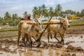 Busy Indian Farmer