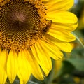 A Busy Little Bee at Anderson Sunflower Farm Royalty Free Stock Photo