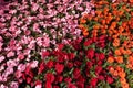 Busy Lizzie. Summer flowers Impatiens walleriana. Royalty Free Stock Photo