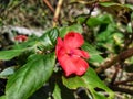 Busy lizzy or Impatiens walleriana Royalty Free Stock Photo