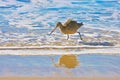 Plover bird Coastline California