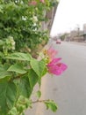 On a busy road track purple Pink Colored Flowers Green Leaves