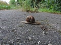 Busy snail