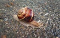 Busy snail