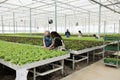 Farmers stamping out lettuce insects