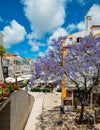 Busy touristic restaurants and bars with traditional Portuguese architecture and blue Jacaranda tree on foreground