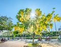 Busy traffic at boulevard with Cassia fistula flower tree blooms planted along roadside