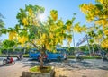 Busy traffic at boulevard with Cassia fistula flower tree blooms planted along roadside