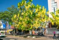 Busy traffic at boulevard with Cassia fistula flower tree blooms planted along roadside