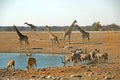 A busy waterhole in Etosha with giraffe and Kudu