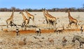 Busy waterhole in Etosha National Park, with giraffes, Impala, Oryx and zebra