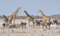 Busy Watering Hole Royalty Free Stock Photo