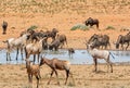 Busy Watering Hole Royalty Free Stock Photo