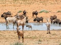 Busy Watering Hole Royalty Free Stock Photo