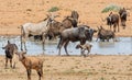 Busy Watering Hole Royalty Free Stock Photo