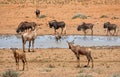Busy Watering Hole Royalty Free Stock Photo