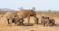 Busy Watering Hole Royalty Free Stock Photo