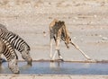 Busy Watering Hole Royalty Free Stock Photo