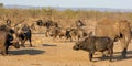 Busy Watering Hole Royalty Free Stock Photo