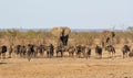 Busy Watering Hole Royalty Free Stock Photo