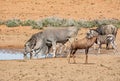 Busy Watering Hole Royalty Free Stock Photo