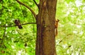 Busy wildlife in urban park concept with squirrel and crow on one tree