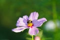 Bumblebee pollinating a pink Cosmos flower. Royalty Free Stock Photo