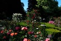 Rose garden The famous gardens of Butchert on Victoria Island. Canada. The Butchart Gardens Royalty Free Stock Photo