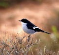 Butcher Bird Royalty Free Stock Photo