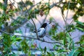 Butcher Bird Royalty Free Stock Photo
