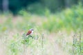 butcher bird Lanius collurio Royalty Free Stock Photo