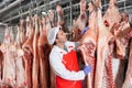 Butcher checking raw pork carcasses hanging in cold storage Royalty Free Stock Photo