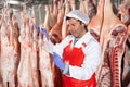 Butcher measuring temperature of lamb carcasses hanging in cold storage