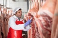 Butcher measuring temperature of raw pork carcasses in cold storage Royalty Free Stock Photo