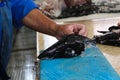 Butcher prepares a black scabard fish filets