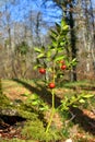 The butcher\'s-broom (Ruscus aculeatus) with fruit. It is a medicinal plant rich in saponins