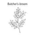 Butcher s broom Ruscus aculeatus , or Knee Holly, Christmas Berry - evergreen plant